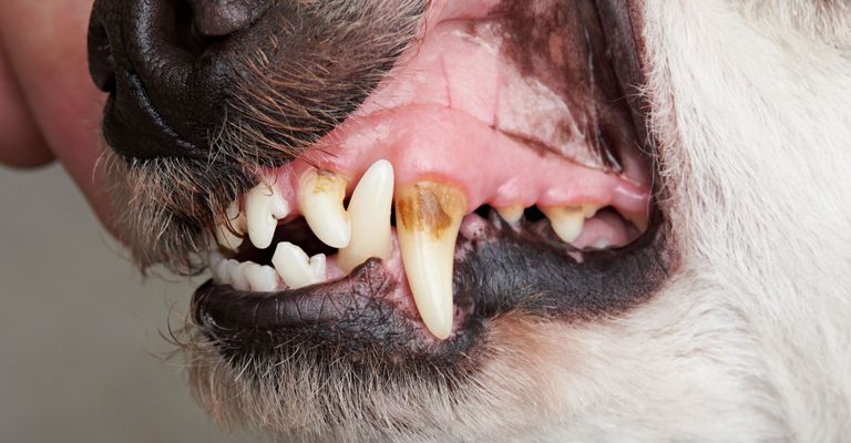 Dientes, nariz, hocico, vello facial, boca, mandíbula, cabeza, órgano, primer plano, hocico, sarro en el perro, dientes sucios necesitan limpieza en el veterinario, el perro tiene los dientes amarillos