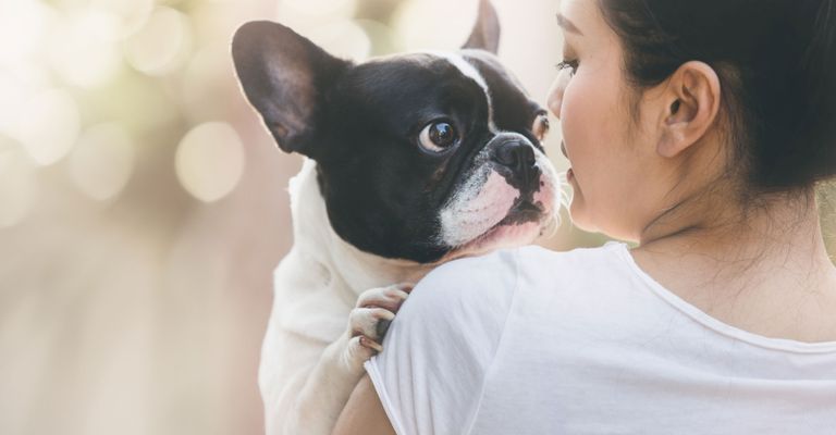 Perro, mamífero, vertebrado, Canidae, bulldog francés pied, raza de perro, piel, perro de compañía, hocico, raza similar al Boston terrier,