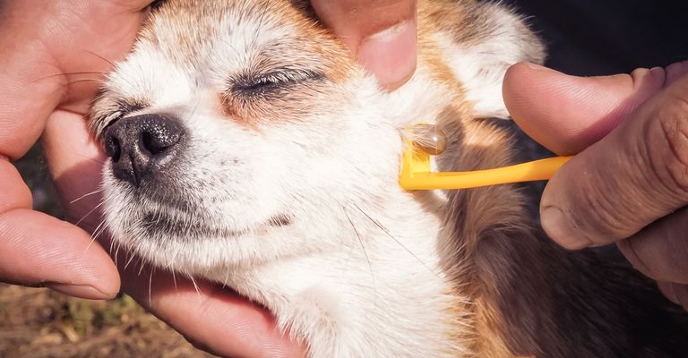 mamífero, perro, Canidae, raza de perro, cachorro, nariz, amor de cachorro, piel, oreja, ojo, quitar garrapata de perro, pequeño perro blanco tiene una garrapata en la cara y necesita quitarla con pinzas para garrapatas