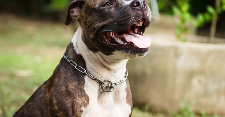 Perro,planta,raza de perro,collar,carnivoro,accesorios para mascotas,hígado,bigotes,animal de trabajo,cervato,