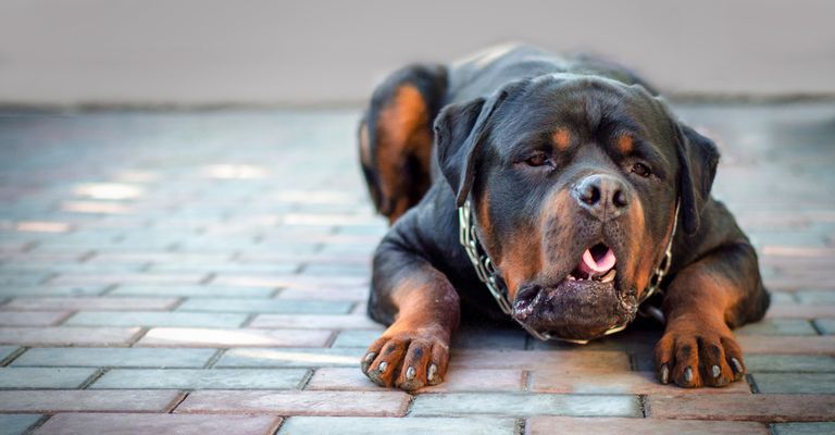 Rottweiler vomita, perro vomita, perro tiene que vomitar, Rottweiler que no puede respirar por un momento