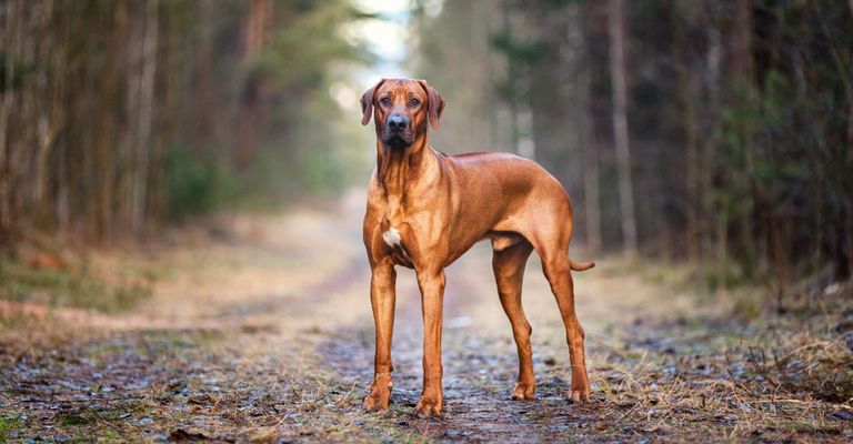 Perro, mamífero, vertebrado, Canidae, raza de perro, Rhodesian Ridgeback macho, carnívoro, perro grande de color marrón con orejas caídas, perro catalogado en Suiza