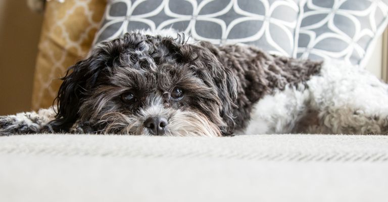 Perro, Mamífero, Vertebrado, Canidae, Raza de perro, Cachorro, Raza similar al Schnoodle, Shih-poo, Raza similar al Cockapoo, Perro similar al Habanero, Mezcla de caniche, Mezcla híbrida de caniche y perro Shih Tzu, El pelaje rizado es bueno para los alérgicos, Raza de perro hipoalergénica, Perro para principiantes