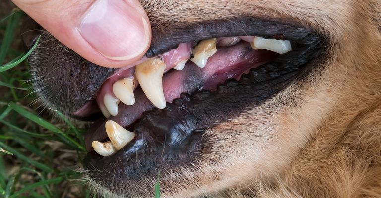 Gros plan sur les dents d'un vieux chien avec du tartre, contrôle des dents d'un chien