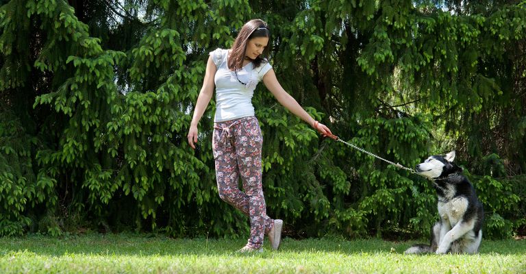 Une fille et son fidèle husky sibérien