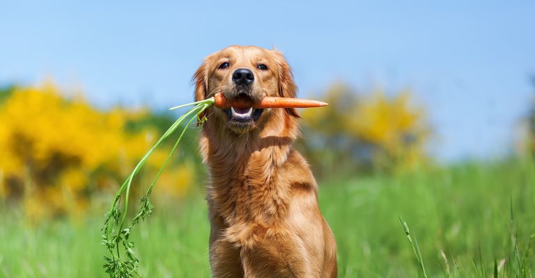 Jeune golden retriever assis avec une carotte dans le museau