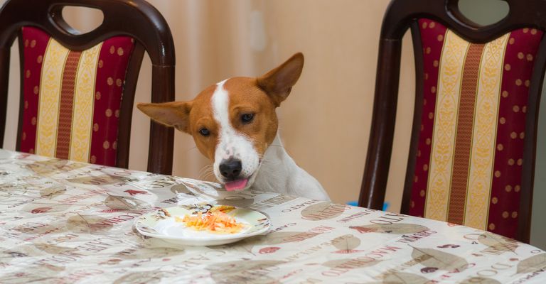 Chien affamé vole de la nourriture et fait plaisir aux êtres qui sont seuls à la maison.