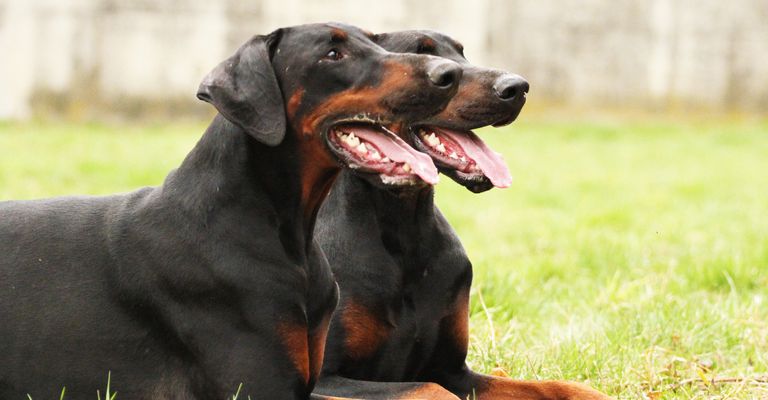 Dobermann pinscher