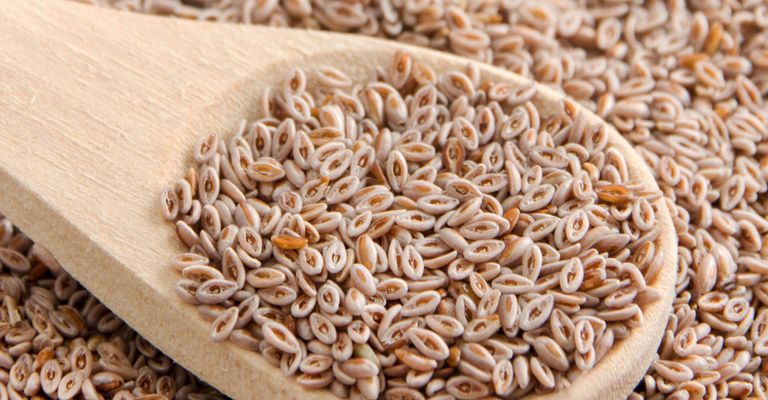 Blé indien, psyllium et cuillère