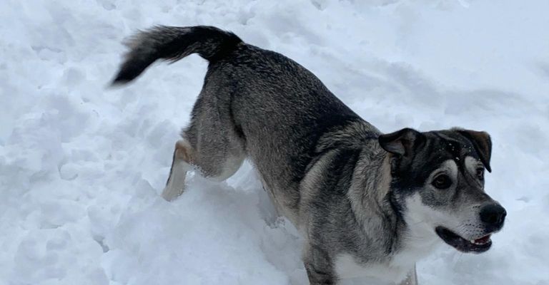 Schnee,Hund,Wirbeltier,Fleischfresser,Säugetier,Hunderasse,Gefrieren,Winter,Schwanz,Eiskappe,