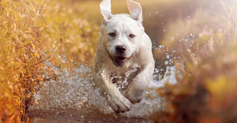 Chien, mammifère, vertébré, Canidae, race de chien, race similaire au dogo argentino, carnivore, labrador blanc courant dans l'eau, grand chien blanc à poil court, chien de famille