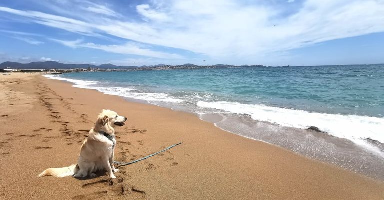 border collie blanc mélange labrador sur la plage, borador adulte, labi mix, chien de race mixte avec labrador et collie, borderlab, lab collie, collidor, labrador collie, labcollie, collie lab mix, chien mâle de race mixte