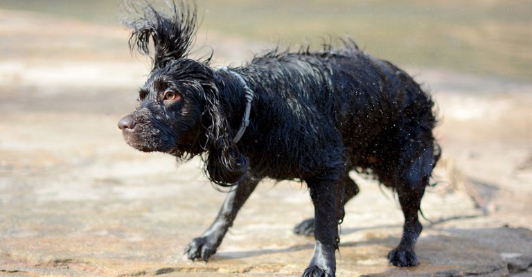 épagneul boykin se secoue après le bain, chien qui nage, chien qui aime nager, petit chien noir