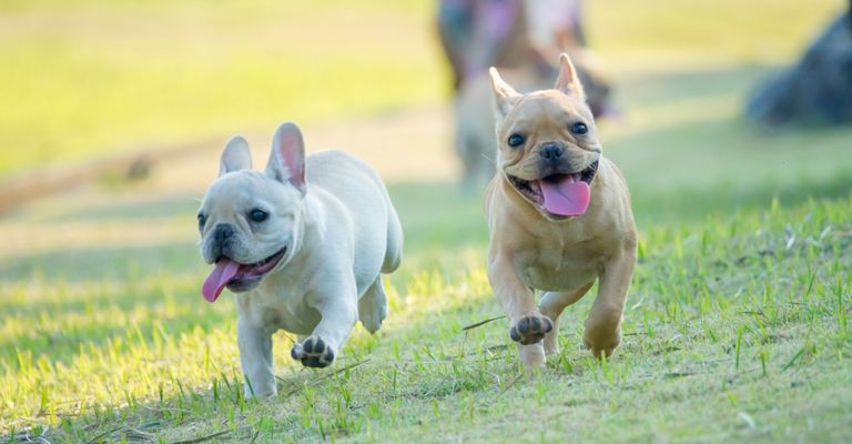 Chien, mammifère, vertébré, race de chien, Canidae, carnivore, chiot, bouledogue français brun clair court dans la prairie et rit, groupe sportif, herbe, chien débutant