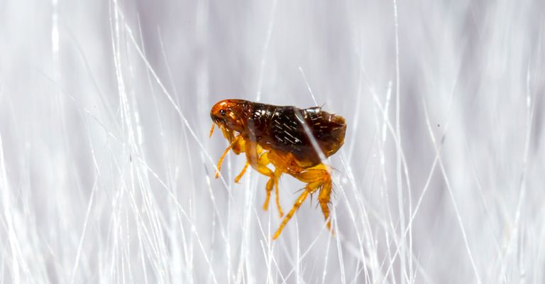 Insecte, ravageur, parasite, coléoptère, invertébré, puce de chien, puce dans la fourrure du chien, puce dans les poils