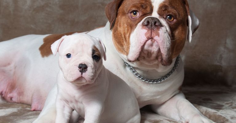 Bouledogue américain femelle avec chiots