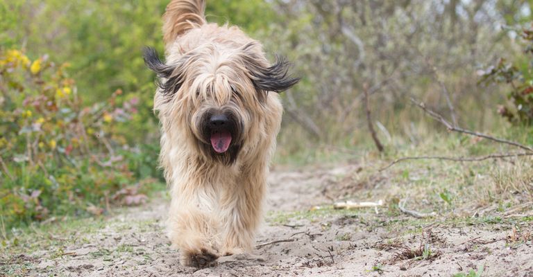 Chien,carnivore,race de chien,arbre,herbe,chien de compagnie,plante,canidés,prairie,groupe sportif,