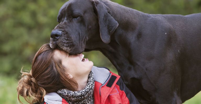 Chien, mammifère, vertébré, Canidae, race de chien, carnivore, dogue allemand, groupe sportif, race de chien géant, chien de travail,