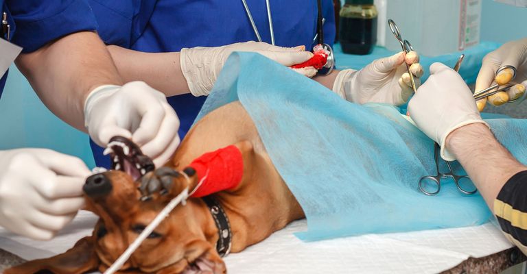 Vet, Patient, Hôpital, Chirurgien, Service, Naissance, Canidae, Médecine, Équipement médical, Salle d'opération chez le vétérinaire, Chien en train d'être opéré