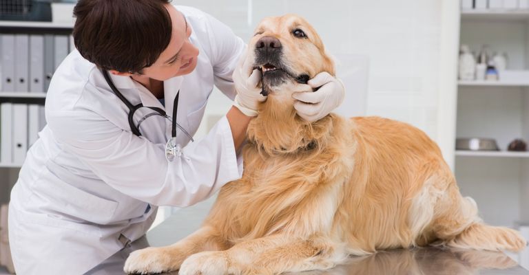 Chien, mammifère, Canidae, Golden Retriever, race de chien, chien de compagnie, retriever, carnivore, groupe sportif, Hovawart, vérifier le tartre chez le chien, vétérinaire examine les dents du chien, grand chien blanc, chien jaune, chien doré à poil long