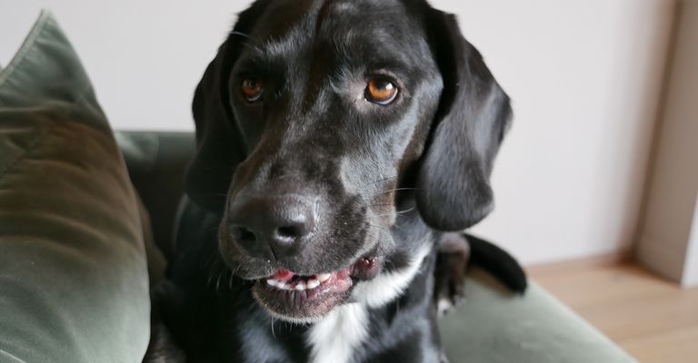 Chien,collier,carnivore,collier de chien,foie,chien de compagnie,moustaches,race de chien,chien de chasse,retriever,