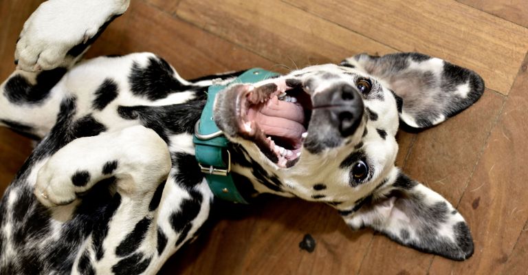 Mammifère, Vertébré, Chien, Canidé, Race de chien, Dalmatien rit et se couche sur le sol, Carnivore, Groupe non sportif, Museau, Chien semblable au dogue allemand,