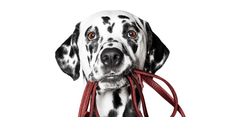 chien dalmatien tient sa propre laisse dans la bouche, canidae, mammifère, race de chien, carnivore, race tachetée, trucage