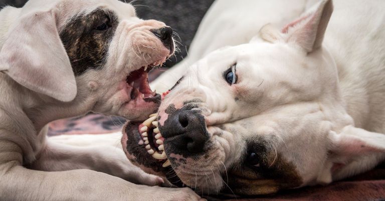 Un chiot Dogo Argentino se bat avec une chienne Mammifère, Chien, Vertébré, Race de chien, Canidae, Peau, Museau, Nez, Race similaire à Bouledogue Américain, Carnivore, Chiot Dogo Argentino luttant avec sa mère, Chiot luttant avec sa mère, Chiot Mastiff Argentin et oreilles coupées sur la chienne, Grand chien de combat blanc, Chien de Liste