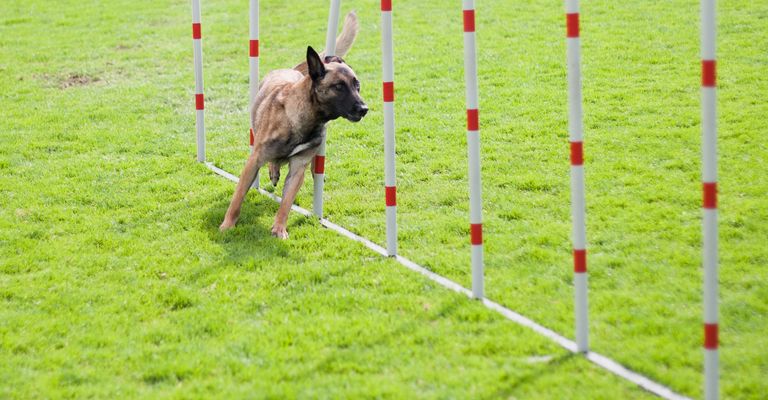 Chien pendant le dressage agility pour chien, sport canin, sport animal, canidé, chien, sport, race de chien, carnivore, rallye obéissance, chien traverse le parkour avec des poteaux rouges et blancs