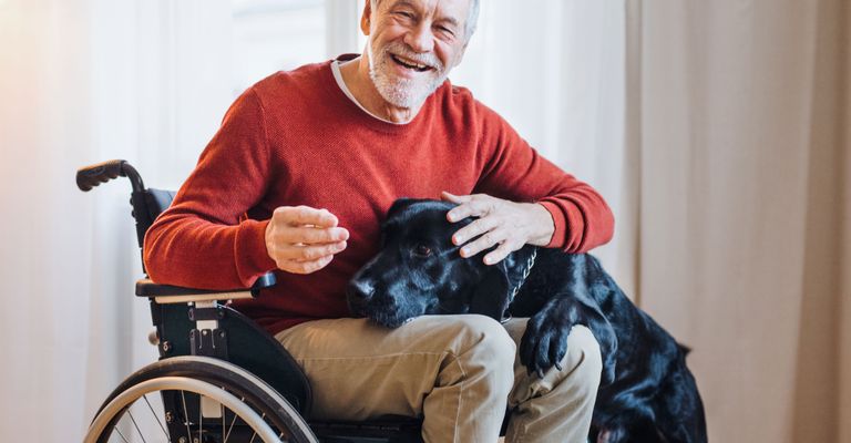 fauteuil roulant, assis, fauteuil roulant motorisé, maison de retraite, maison de repos, grands-parents, soins personnels, confort, chien de thérapie, dressage avec le chien pour être autorisé en maison de retraite, homme en fauteuil roulant, personne en fauteuil roulant avec un chien, thérapie avec un chien en maison de retraite