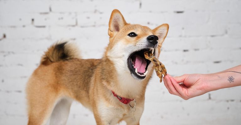 Chien,race de chien,carnivore,collier,chien de compagnie,faon,spitz,museau,groupe sportif,dingo,