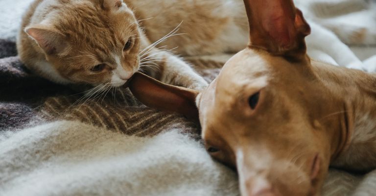Chien pharaon avec chat au lit, chien et chat sont amis, chien brun de taille moyenne avec peu de poils et de très grandes oreilles, oreilles dressées