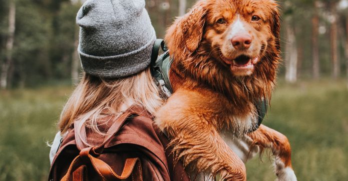 Randonnée avec un chien Nova Scotia Retriever Toller au bras, chien de race rouge moyen avec des taches blanches, chien mouillé, chien que vous pouvez porter mais qui n'est pas un petit chien, chien similaire à Kooiker, chien de race rouge, chien brun clair