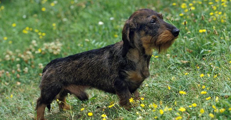 Drótszőrű tacskó, kan, sárga virágokkal