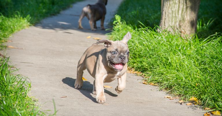 Nyáron a füves ösvényeken egy kis francia bulldog kölyökkutya.