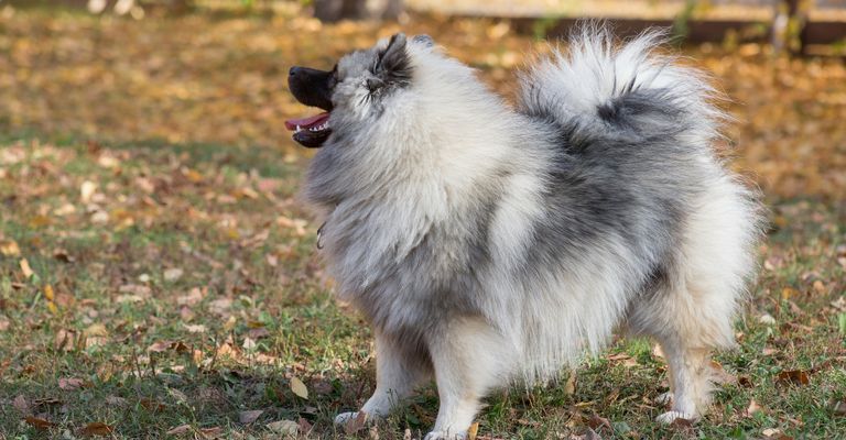 Aranyos Wolfsspitz kiskutya áll a parkban ősszel. Keeshond vagy német Wolfsspitz. Háziállatok. Fajtatiszta kutya.