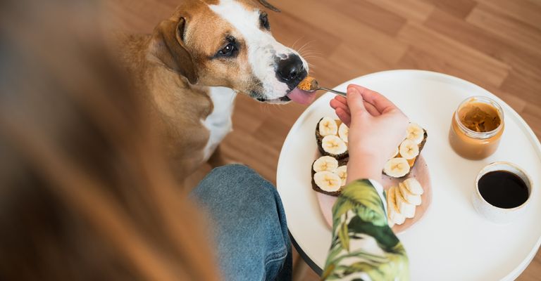 Reggeli háziállatokkal otthon. Vicces kutya nyalogatja a mogyoróvajat a kanálról, beltéri életmód, reggeli étkezés és kávé