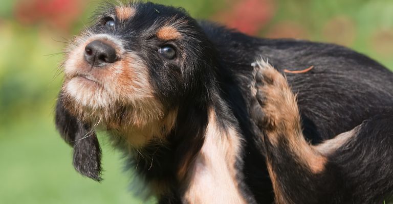 Vidra kutyakölyök megvakarja magát a füle mögött