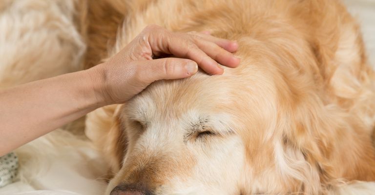Golden retriever kutya megfázik az ágyban gyógyulva
