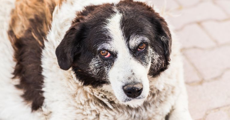 Öreg hajléktalan kutya szomorú vörös szemekkel