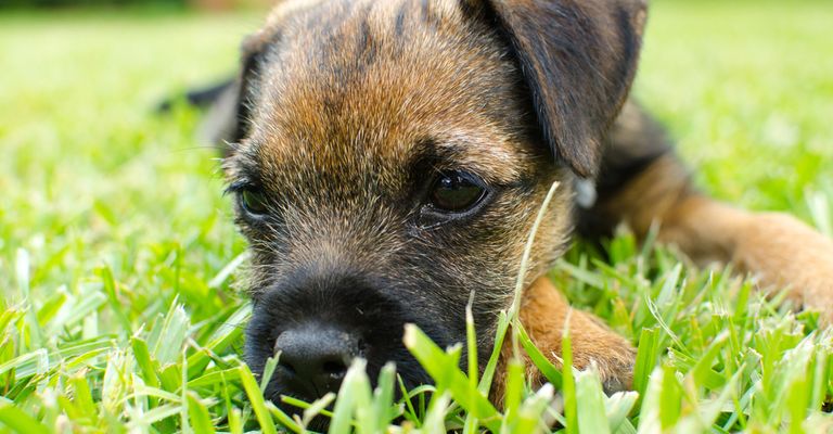 kis border terrier kiskutya fekszik egy zöld réten, barna fekete kutya, amely kicsi marad