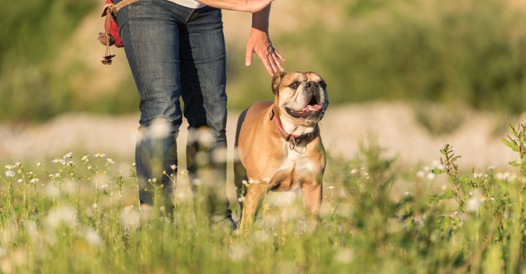 Kutya megtanulja a Maradj parancsot, kontinentális bulldog áll a réten a gazdájával, közepes kutyafajta rövid szőrrel, kezdő kutya, bulldoghoz hasonló kutya