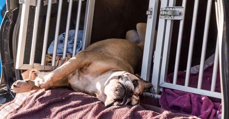 Szállító doboz kutyáknak alumíniumból készült az autóban, autódoboz kutyáknak, kontinentális bulldog viccesen fekszik a nyitott szállító dobozon, barna kezdő kutya, vicces HUnderasse