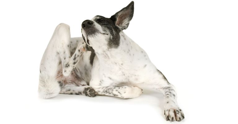 fehér kutya fekete foltokkal vakarózik a fül mögött, miközben fekszik, miért vakaróznak a kutyák a fül mögött