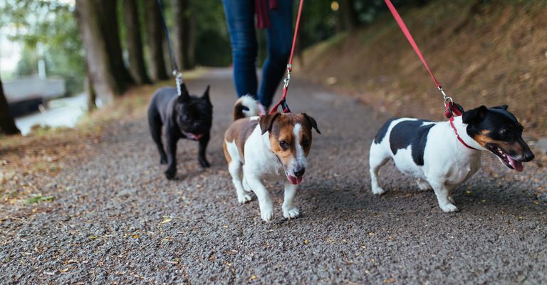 három kutya pórázon, egy tacskó és egy francia bulldog együtt tartása, séta az erdőben három kutyával