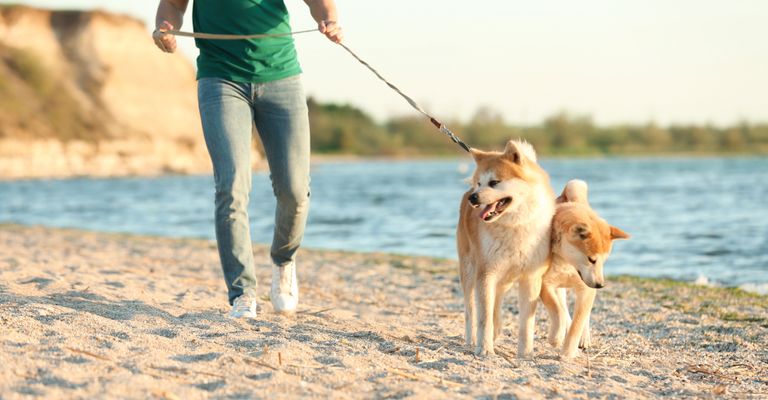 Kutya, emlős, gerinces, Canidae, kutyafajta, póráz, ragadozó, kutyasétáltatás, társas kutya, Akita Inu sétálás a tengerparton