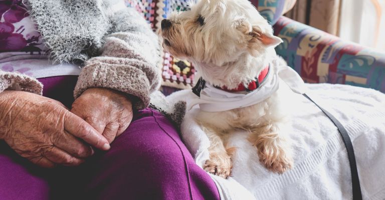 Kutya, emlős, Canidae, kutyafajta, társas kutya, húsevő, West Highland White Terrier, Schnoodle, máltai, sportoló csoport, idős nő ül a kanapén a kutyájával