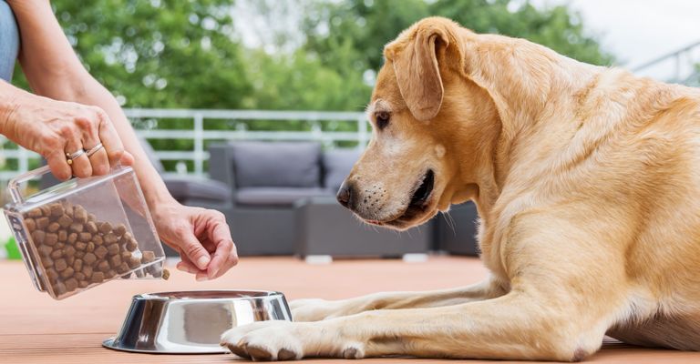 Tanítsa meg a kutyát várni az ételre kutya, canidae, kutyafajta, társas kutya, húsevő, sportcsoport, kölyökkutya, vad, golden retriever, őz, nagy világos kutya várja a száraz eledelt és várnia kell, amíg a gazdasszony elengedi a kutyát.