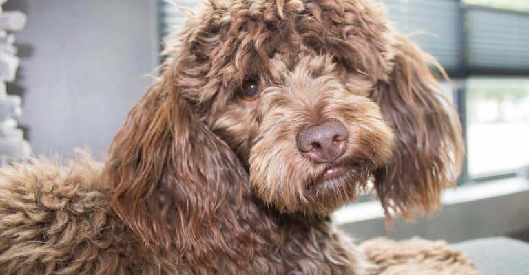 Kutya, emlős, gerinces, Canidae, kutyafajta, ragadozó, spanyol vizikutyához hasonló kutya, sportos csoport, Lagotto romagnolo, Maltipoo felnőtt, barna közepes kutya allergiásoknak, mert uszkár keverék, uszkár és máltai kutya keverék, keverék uszkárral és máltai kutyával