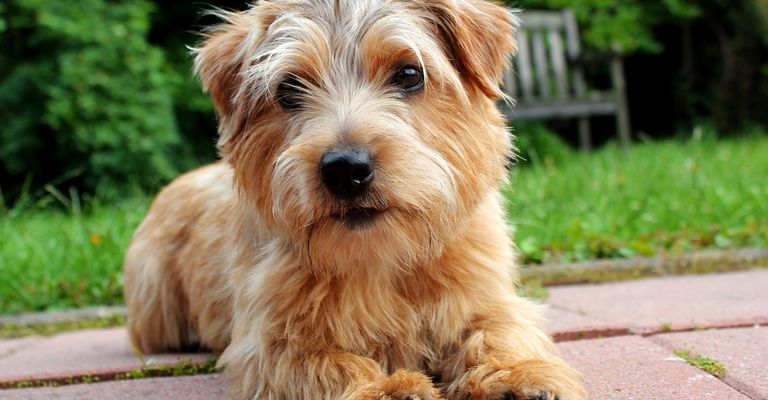 barna kis kutya durva szőrrel, drótszőrű kutya, Norfolk Terrier, kis barna kutya billenő fülekkel egy réten a kertben, kutya